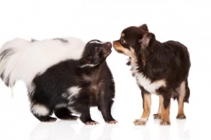 Hur man blir av med skunklukt på min hund