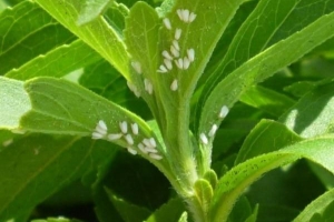 Hur man blir av med whitefly naturligt