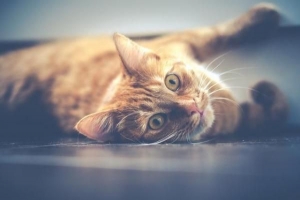 Hur man ger sirap till en katt