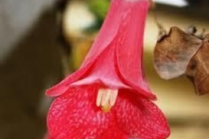 Hur man odlar lapageria rosea