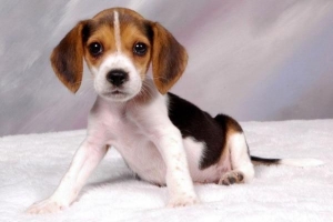 Hur man hustränar en beaglevalp