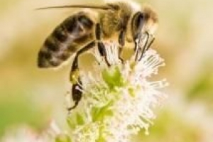 Hur man identifierar typer av insektsbett