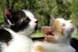 Hur man introducerar en ny katt för din katt
