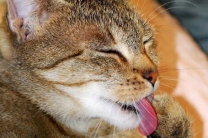 Hur du håller din katt ren och frisk