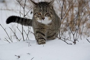 Hur man vet om min katt är kall