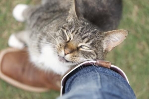 Hur man vet om min katt är brunstig eller dräktig