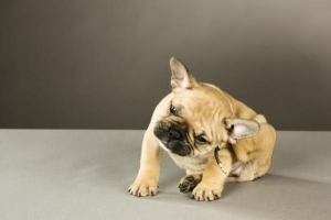 Hur man vet om min hund har en loppallergi