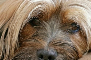 Hur man vet om min hund har depression