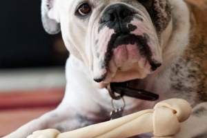 Hur man vet om min hund har magtorsion
