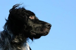 Hur man vet om min hund har leishmaniasis