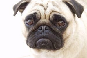 Hur man vet om min hund har parvovirus