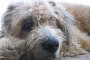 Hur vet jag om min hund har pyometra