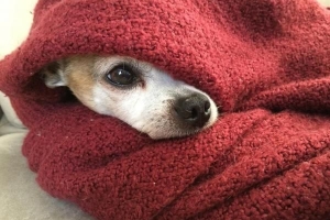 Hur man vet om min hund är kall