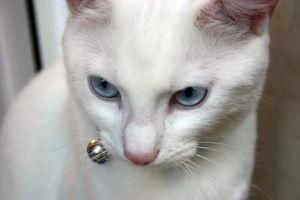 Hur man vet om din katt är dräktig