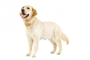 Hur man vet om din hund hade ett missfall