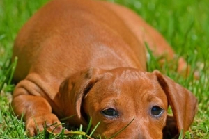 Hur man vet om din hund har allergier