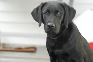 Hur man vet om din hund har artrit