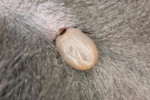 Hur man vet om din hund har borrelia