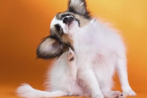 Hur man vet om din hund har fästingar