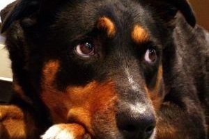 Hur man vet om din hund är uttorkad
