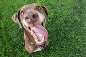 Hur man vet om din hund är glad: 7 tecken
