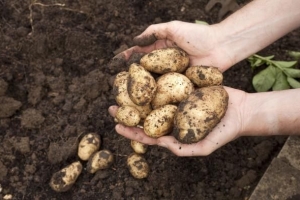 Hur man vet när potatis är redo att skördas