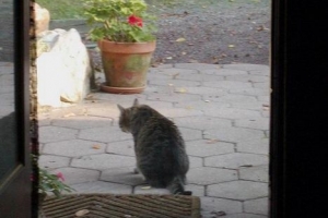 Hur man lämnar min katt ifred i en vecka