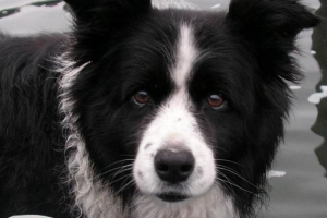 Hur man tar hand om en border collie