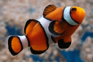 Hur man tar hand om en clownfisk