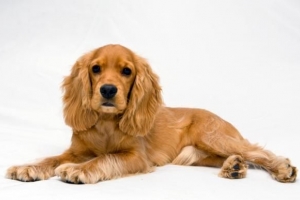 Hur man tar hand om en cocker spaniel