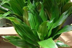 Hur man tar hand om en dragon tree plant