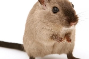 Hur man tar hand om en hamster