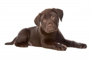 Hur man tar hand om en labrador retriever