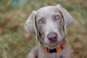 Hur man tar hand om en weimaraner