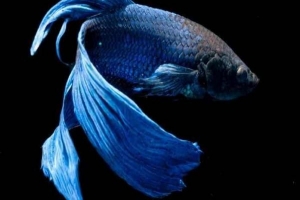 Hur man tar hand om betta fisk