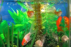 Hur man sköter fisken på rätt sätt