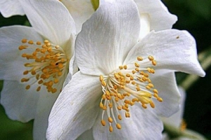 Hur man tar hand om jasmin på vintern