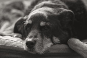 Hur man sänker min hunds feber med huskurer