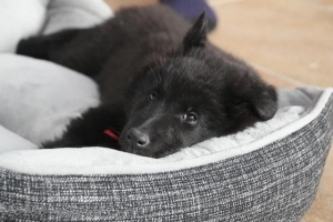 Hur man gör en säng för en hund