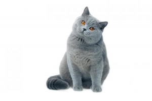 Hur man får en katt att gå ner i vikt