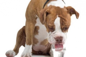 Hur man får en hund att dricka vatten när man är sjuk