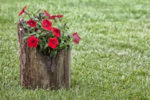 Hur man gör en blomkruka från en stock