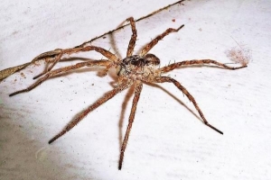 Hur man gör ett hemmagjordt spindelmedel - humana lösningar