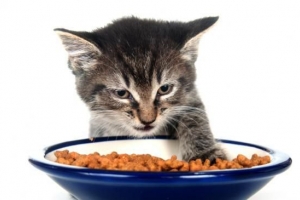 Hur man gör hälsosam hemlagad mat till min katt