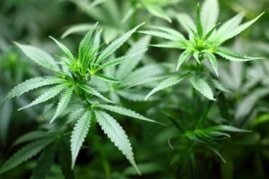 Hur man gör marijuana te