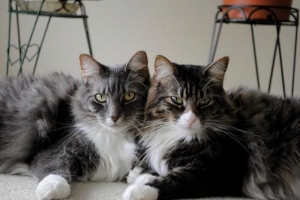Hur man får min katt att acceptera en ny kattunge