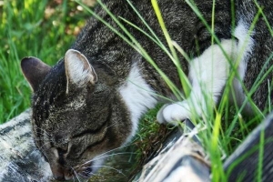 Hur får jag min katt att dricka mer vatten