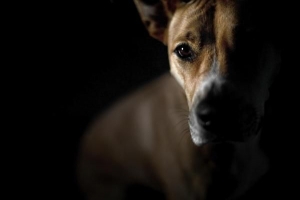 Hur man gör min hund sällskaplig