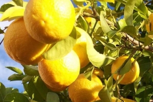 Hur man planterar ett citronträd