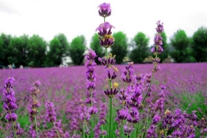 Hur man planterar lavendel
